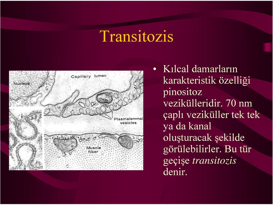 70 nm çaplı veziküller tek tek ya da kanal