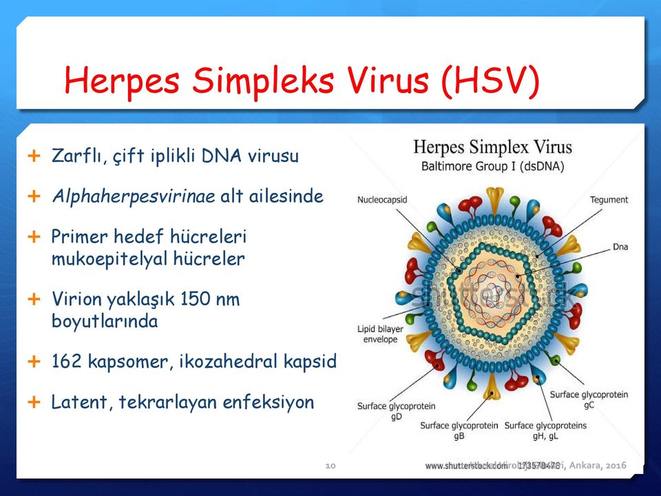 mukoepitelyal hücreler Virion yaklaşık 150 nm boyutlarında