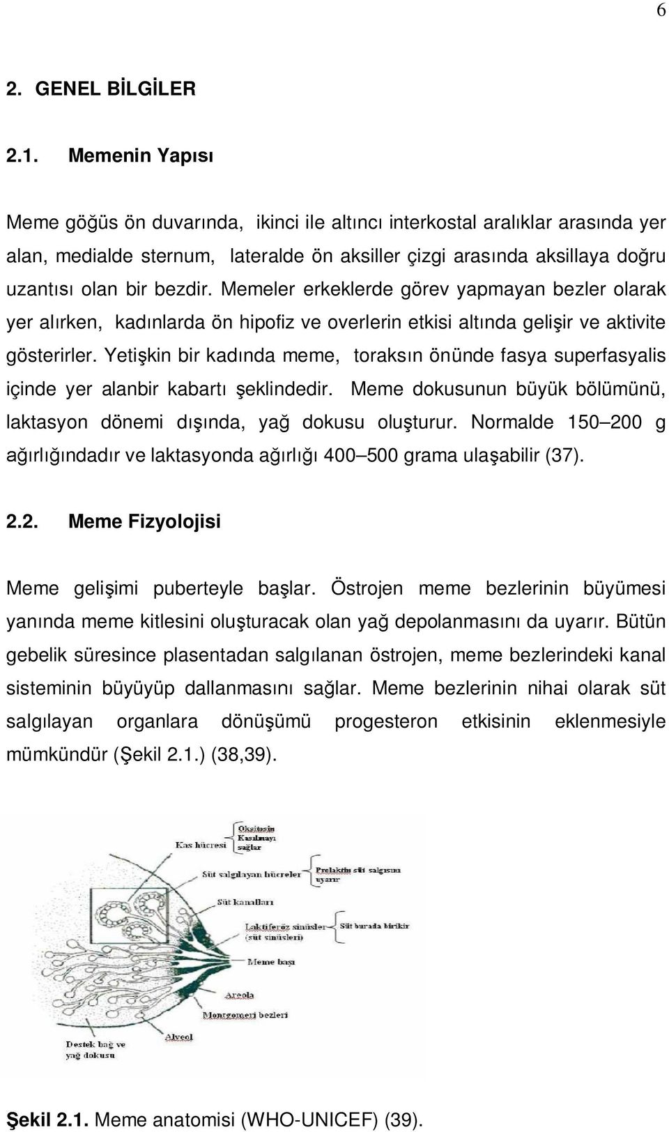 Memeler erkeklerde görev yapmayan bezler olarak yer al rken, kad nlarda ön hipofiz ve overlerin etkisi alt nda geli ir ve aktivite gösterirler.