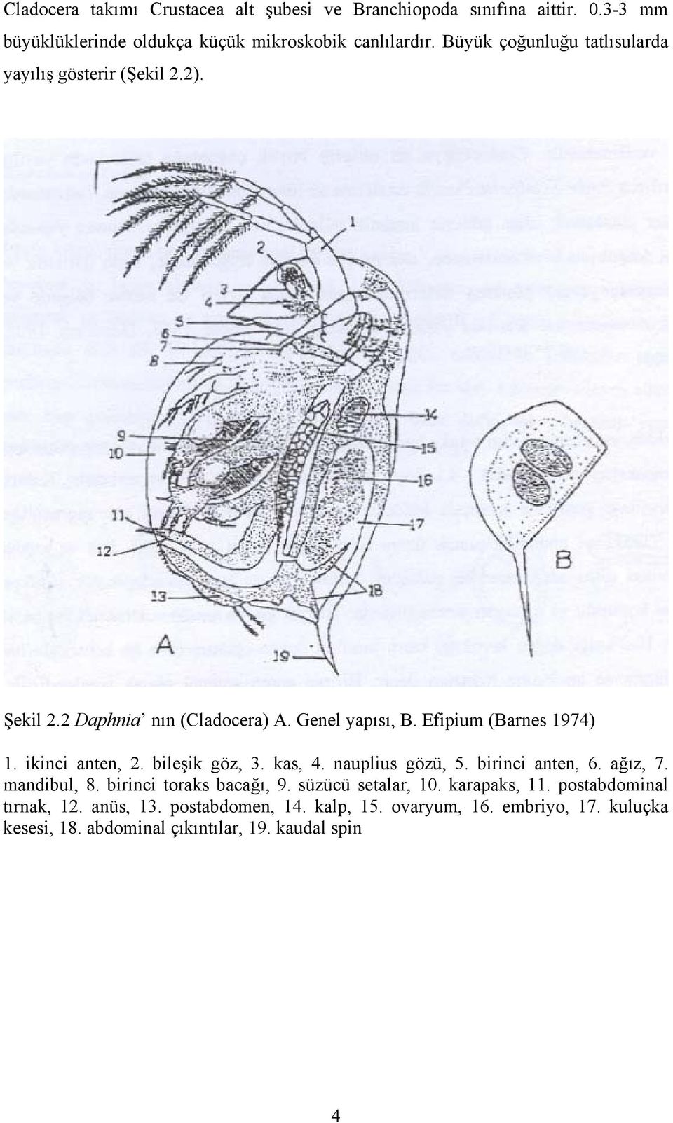 ikinci anten, 2. bileşik göz, 3. kas, 4. nauplius gözü, 5. birinci anten, 6. ağız, 7. mandibul, 8. birinci toraks bacağı, 9. süzücü setalar, 10.