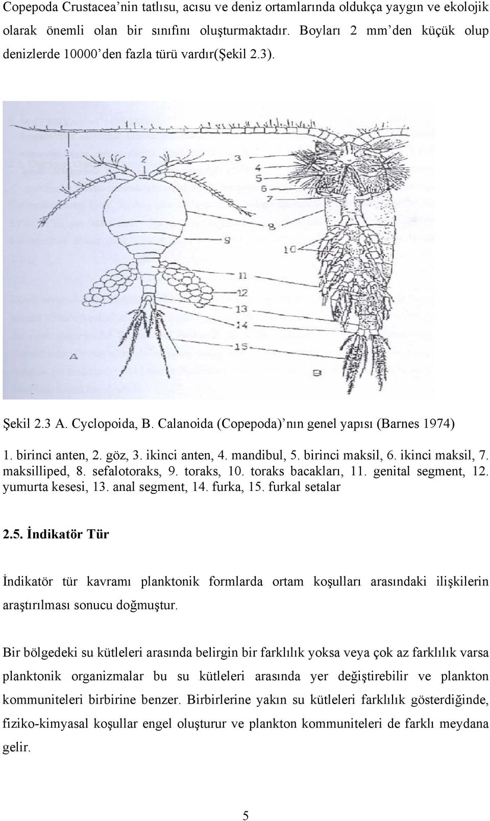 ikinci anten, 4. mandibul, 5. birinci maksil, 6. ikinci maksil, 7. maksilliped, 8. sefalotoraks, 9. toraks, 10. toraks bacakları, 11. genital segment, 12. yumurta kesesi, 13. anal segment, 14.