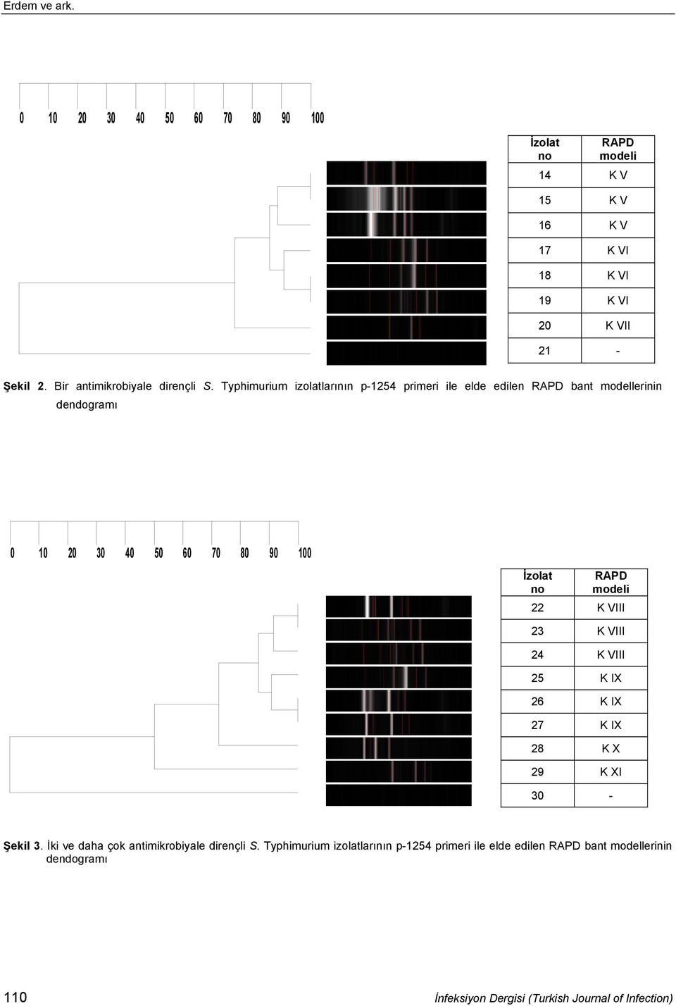 Typhimurium izolatlarının p-1254 primeri ile elde edilen RAPD bant modellerinin dendogramı 0 10 20 30 40 50 60 70 80 90 100 İzolat no RAPD modeli