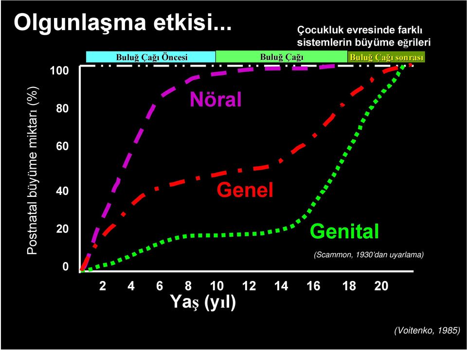 sistemlerin büyüme eğrileri Buluğ Çağı sonrası Postnatal