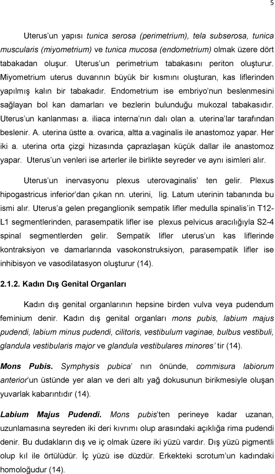 Endometrium ise embriyo nun beslenmesini sağlayan bol kan damarları ve bezlerin bulunduğu mukozal tabakasıdır. Uterus un kanlanması a. iliaca interna nın dalı olan a. uterina lar tarafından beslenir.