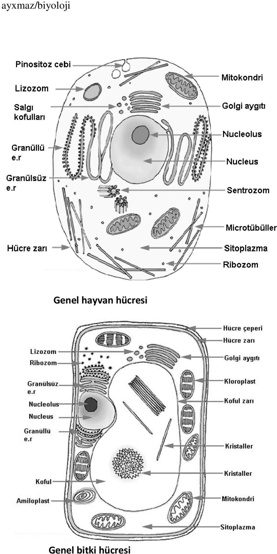 hücresi 