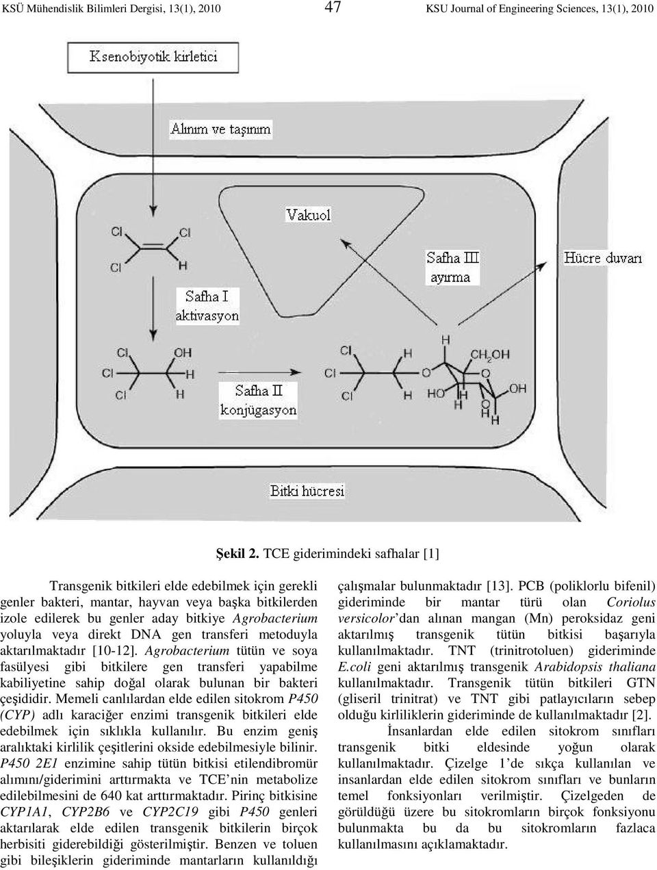 direkt DNA gen transferi metoduyla aktarılmaktadır [10-12]. Agrobacterium tütün ve soya fasülyesi gibi bitkilere gen transferi yapabilme kabiliyetine sahip doğal olarak bulunan bir bakteri çeşididir.