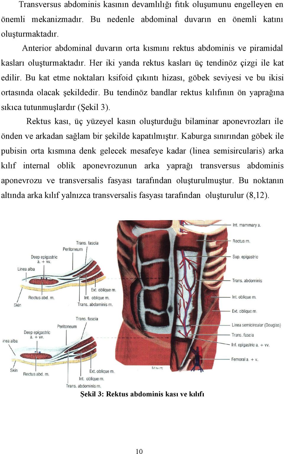 Bu kat etme noktaları ksifoid çıkıntı hizası, göbek seviyesi ve bu ikisi ortasında olacak şekildedir. Bu tendinöz bandlar rektus kılıfının ön yaprağına sıkıca tutunmuşlardır (Şekil 3).