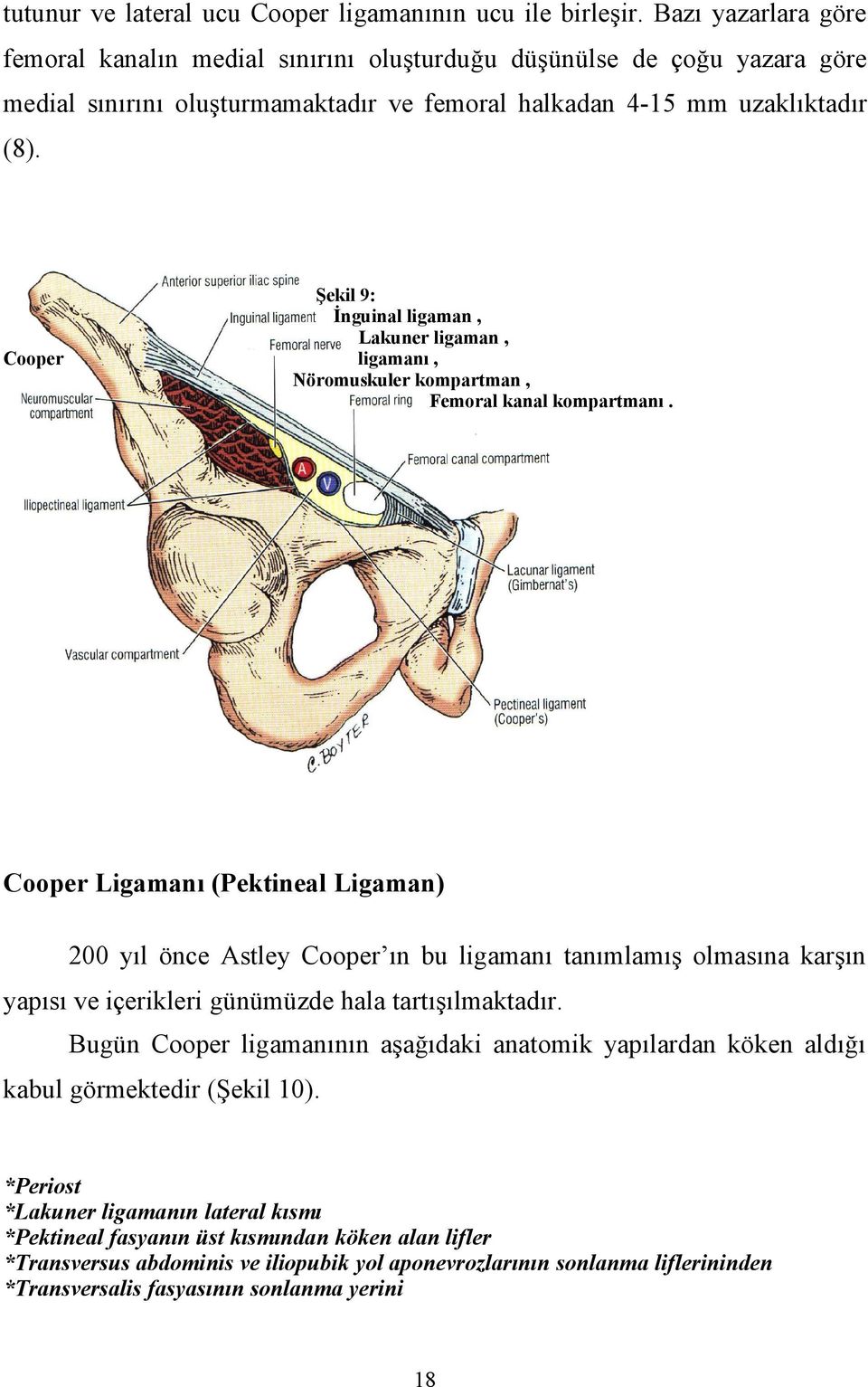 Cooper Şekil 9: İnguinal ligaman, Lakuner ligaman, ligamanı, Nöromuskuler kompartman, Femoral kanal kompartmanı.