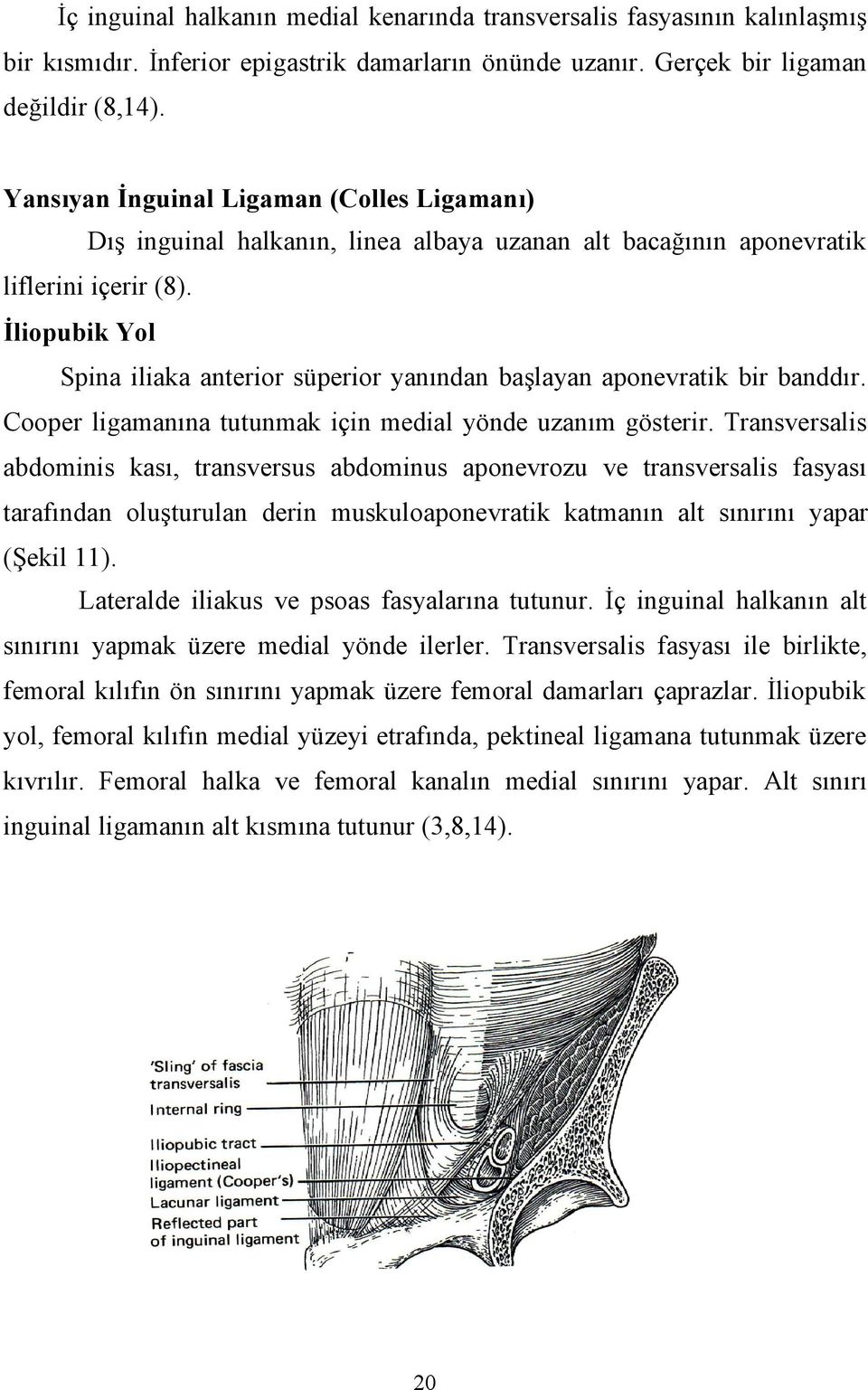 İliopubik Yol Spina iliaka anterior süperior yanından başlayan aponevratik bir banddır. Cooper ligamanına tutunmak için medial yönde uzanım gösterir.