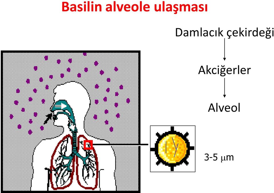 Damlacık