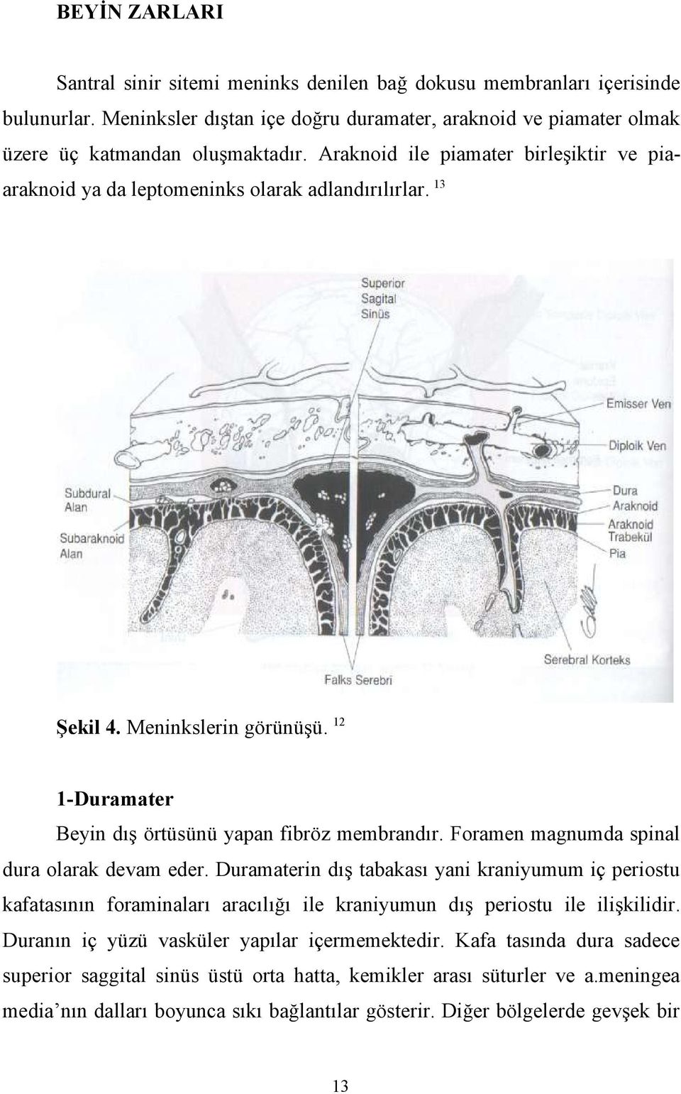Foramen magnumda spinal dura olarak devam eder. Duramaterin dış tabakası yani kraniyumum iç periostu kafatasının foraminaları aracılığı ile kraniyumun dış periostu ile ilişkilidir.