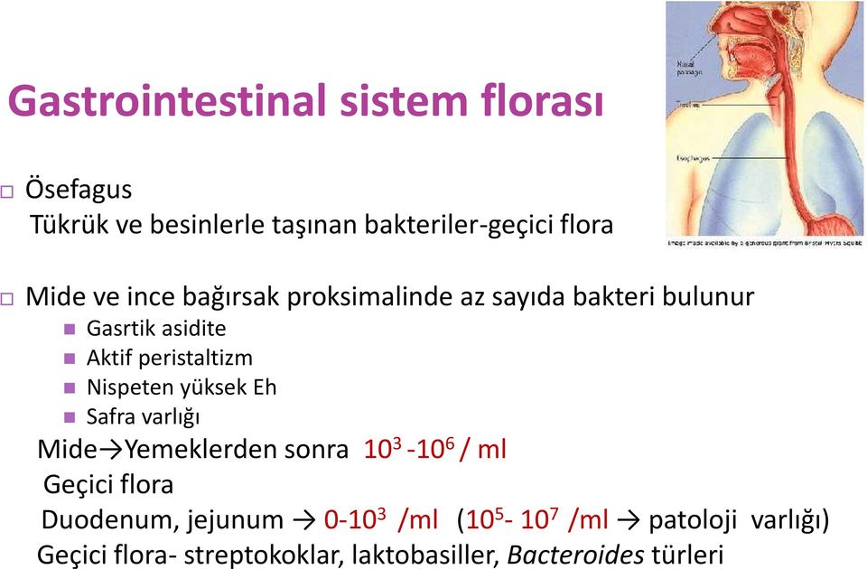 Nispeten yüksek Eh Safra varlığı Mide Yemeklerden sonra 10 3-10 6 / ml Geçici flora Duodenum,