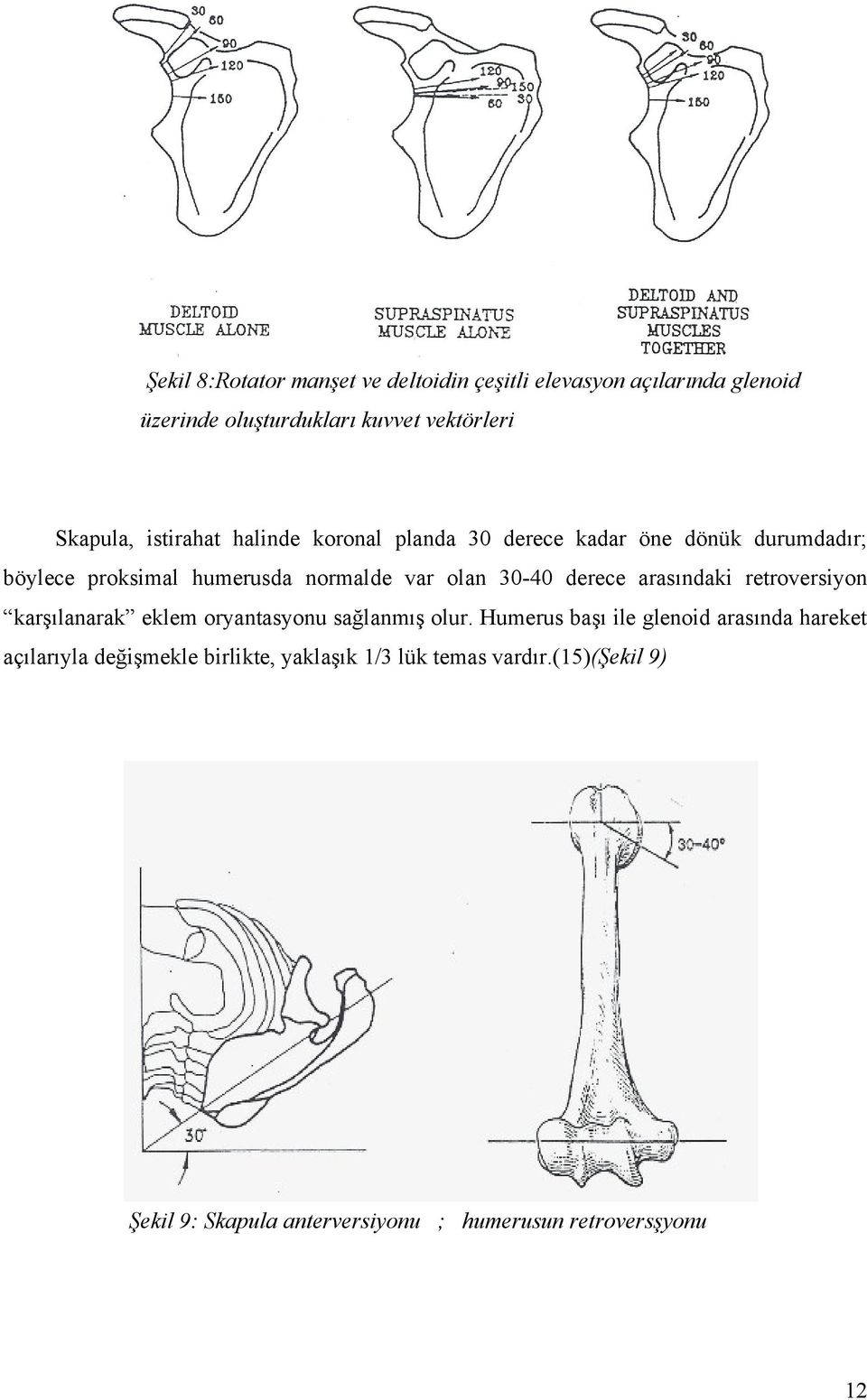 derece arasındaki retroversiyon karşılanarak eklem oryantasyonu sağlanmış olur.