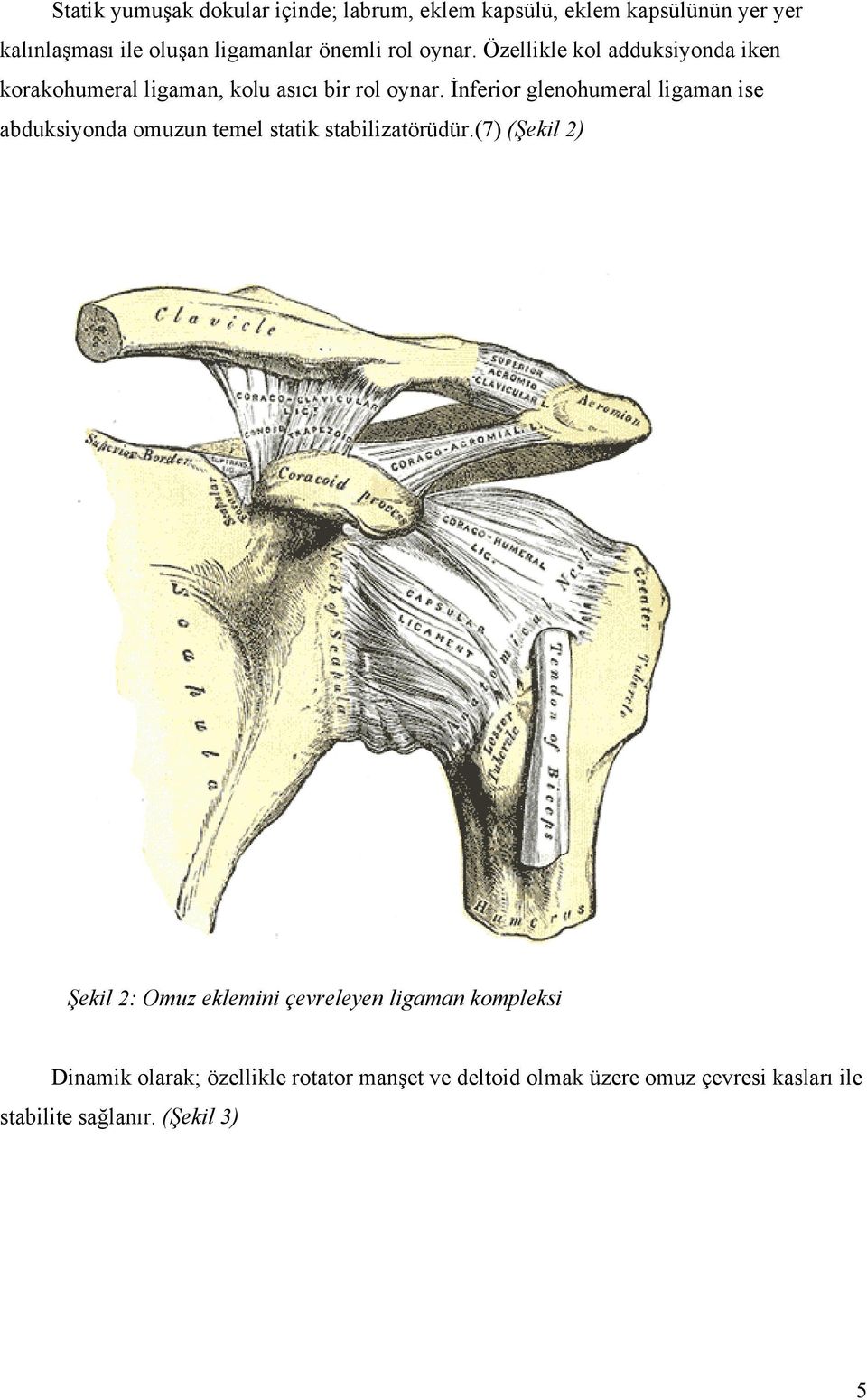 İnferior glenohumeral ligaman ise abduksiyonda omuzun temel statik stabilizatörüdür.