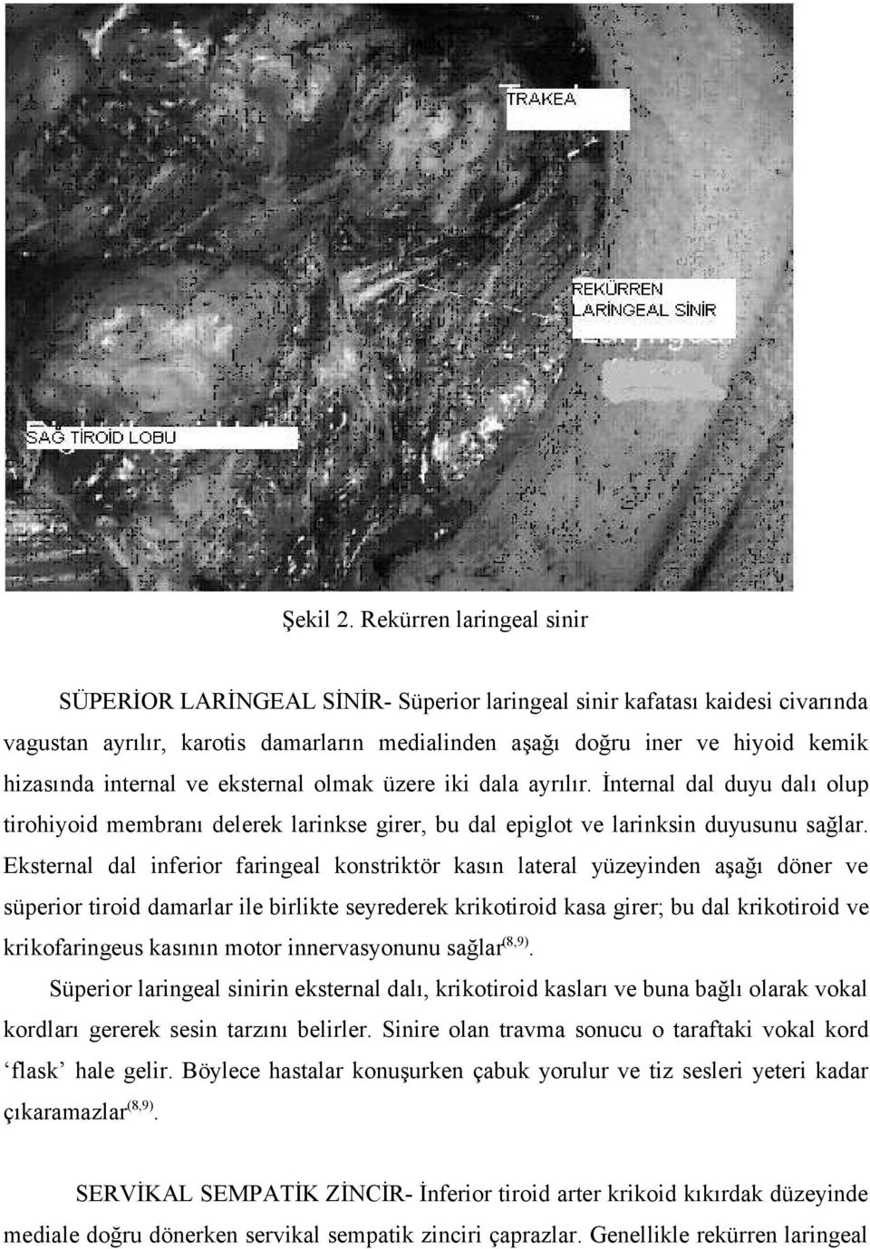 internal ve eksternal olmak üzere iki dala ayrılır. İnternal dal duyu dalı olup tirohiyoid membranı delerek larinkse girer, bu dal epiglot ve larinksin duyusunu sağlar.