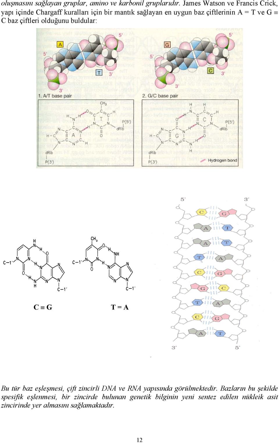 A = T ve G C baz çiftleri olduğunu buldular: C G T = A Bu tür baz eşleşmesi, çift zincirli DNA ve RNA yapısında