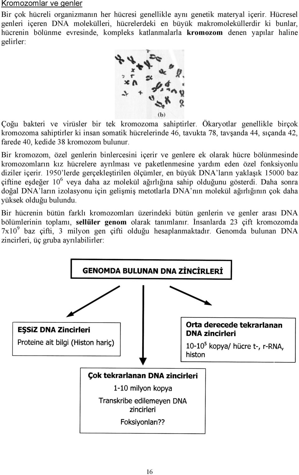 virüsler bir tek kromozoma sahiptirler. Ökaryotlar genellikle birçok kromozoma sahiptirler ki insan somatik hücrelerinde 46, tavukta 78, tavşanda 44, sıçanda 42, farede 40, kedide 38 kromozom bulunur.