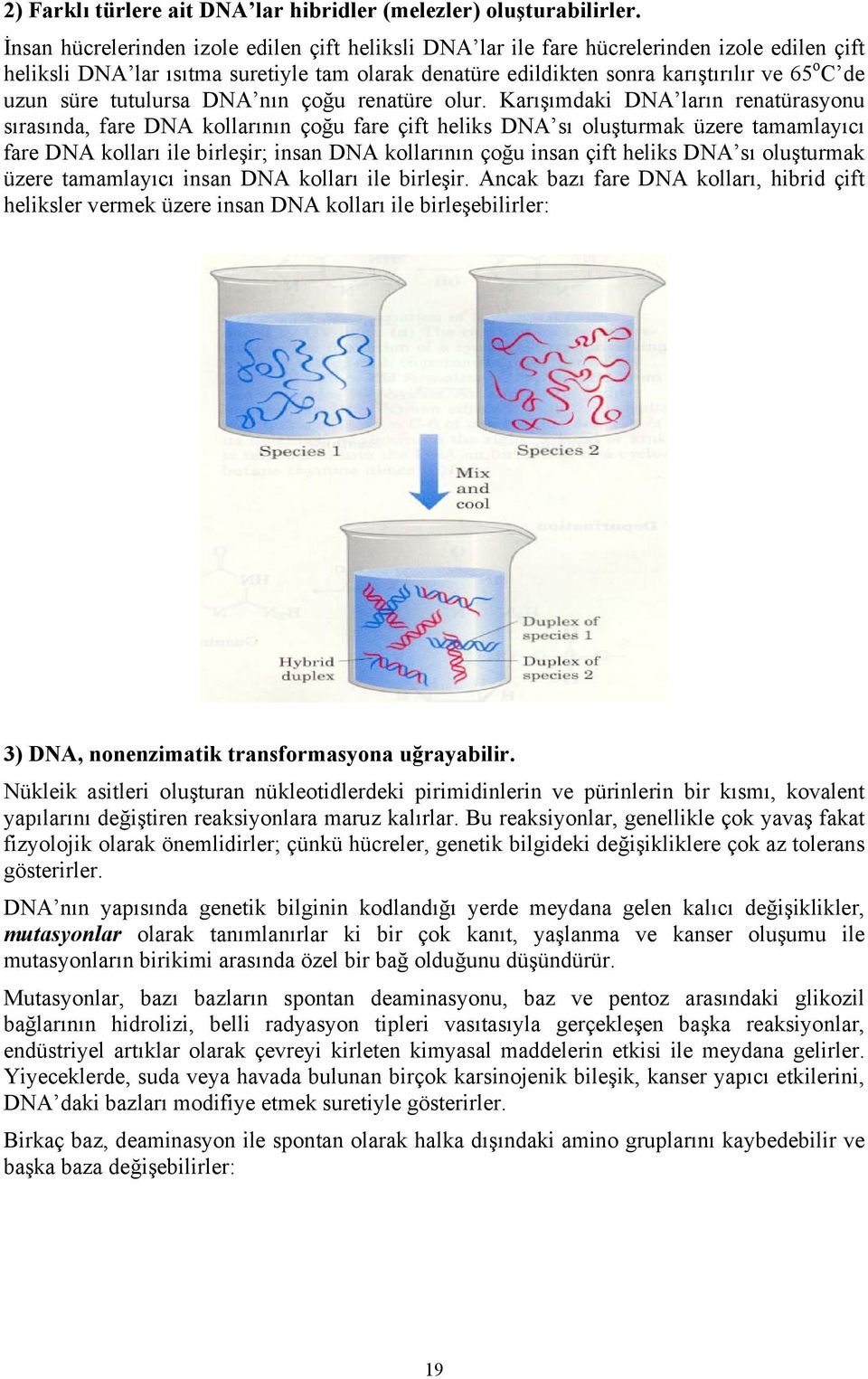 süre tutulursa DNA nın çoğu renatüre olur.