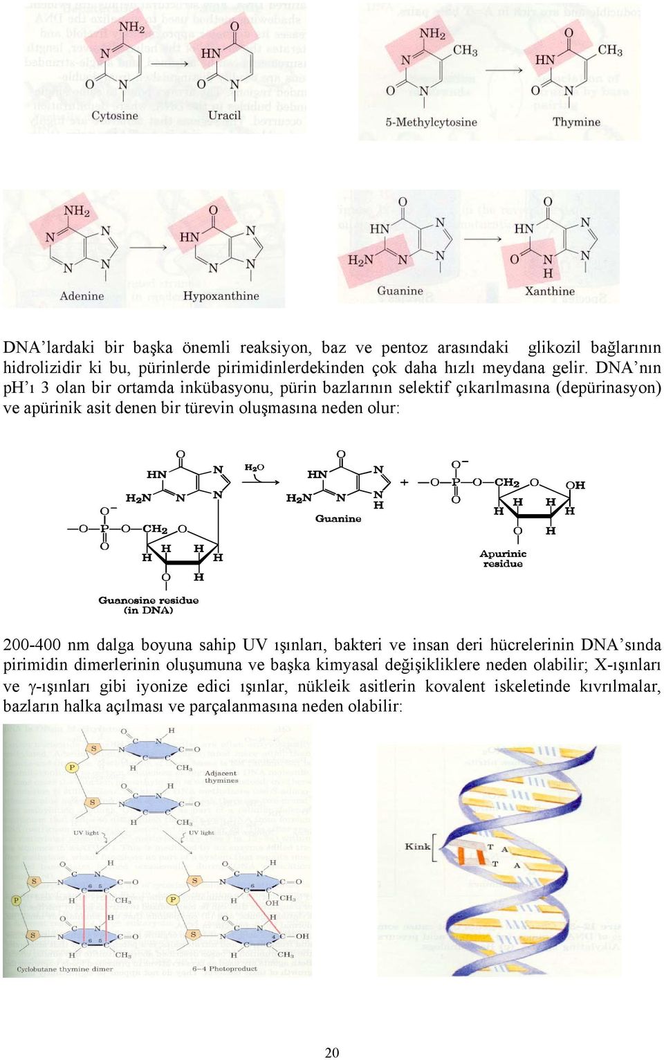 DNA nın ph ı 3 olan bir ortamda inkübasyonu, pürin bazlarının selektif çıkarılmasına (depürinasyon) ve apürinik asit denen bir türevin oluşmasına neden olur: