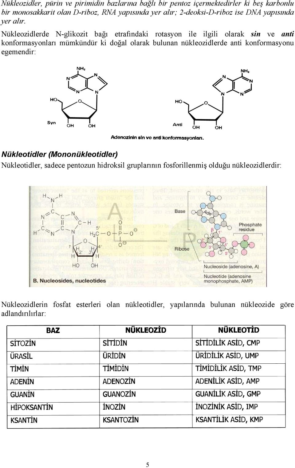 Nükleozidlerde N-glikozit bağı etrafındaki rotasyon ile ilgili olarak sin ve anti konformasyonları mümkündür ki doğal olarak bulunan nükleozidlerde