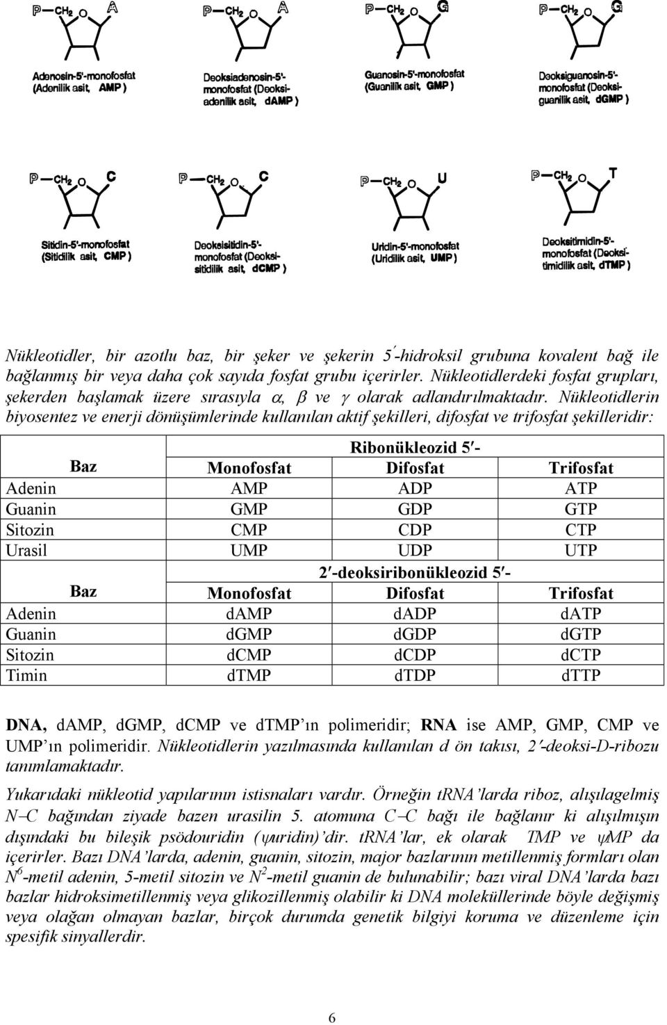 Nükleotidlerin biyosentez ve enerji dönüşümlerinde kullanılan aktif şekilleri, difosfat ve trifosfat şekilleridir: Ribonükleozid 5 - Baz Monofosfat Difosfat Trifosfat Adenin AMP ADP ATP Guanin GMP