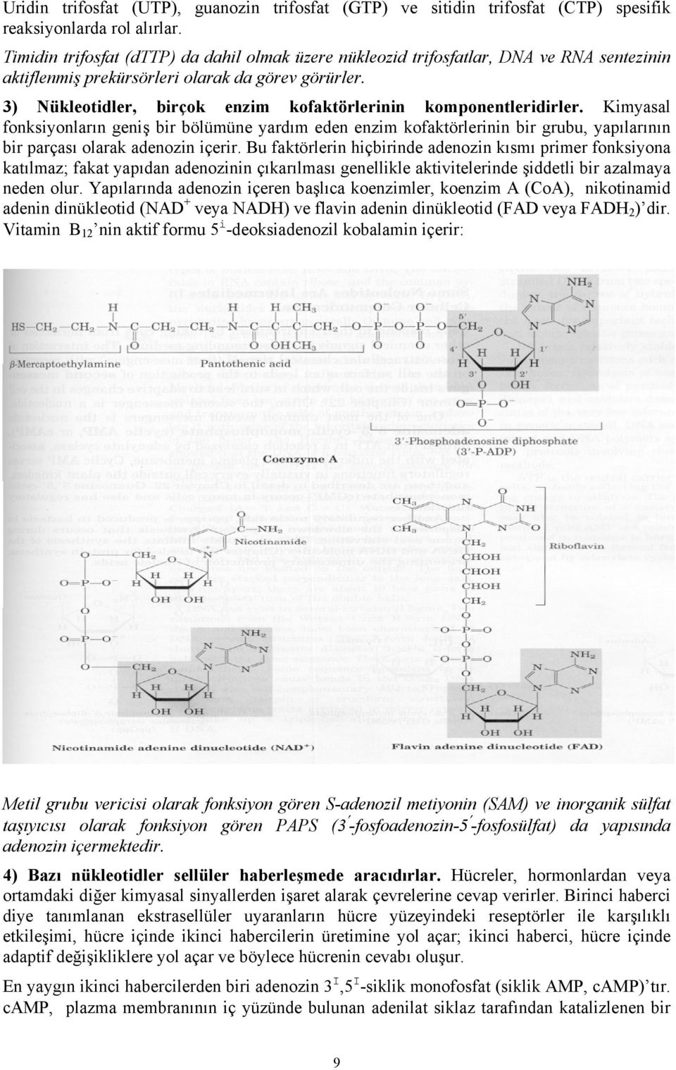3) Nükleotidler, birçok enzim kofaktörlerinin komponentleridirler.