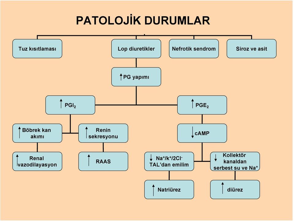 Renin sekresyonu camp Renal vazodilayasyon RAAS Na + /k + /2Cl