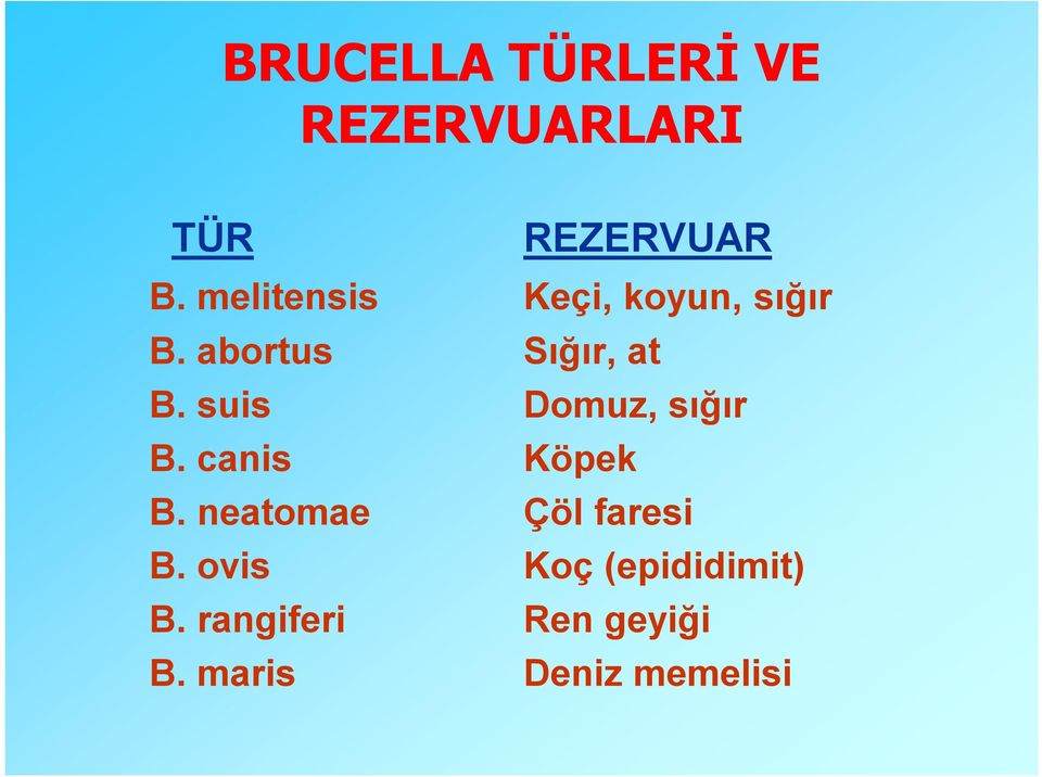 suis Domuz, sığır B. canis Köpek B. neatomae Çöl faresi B.