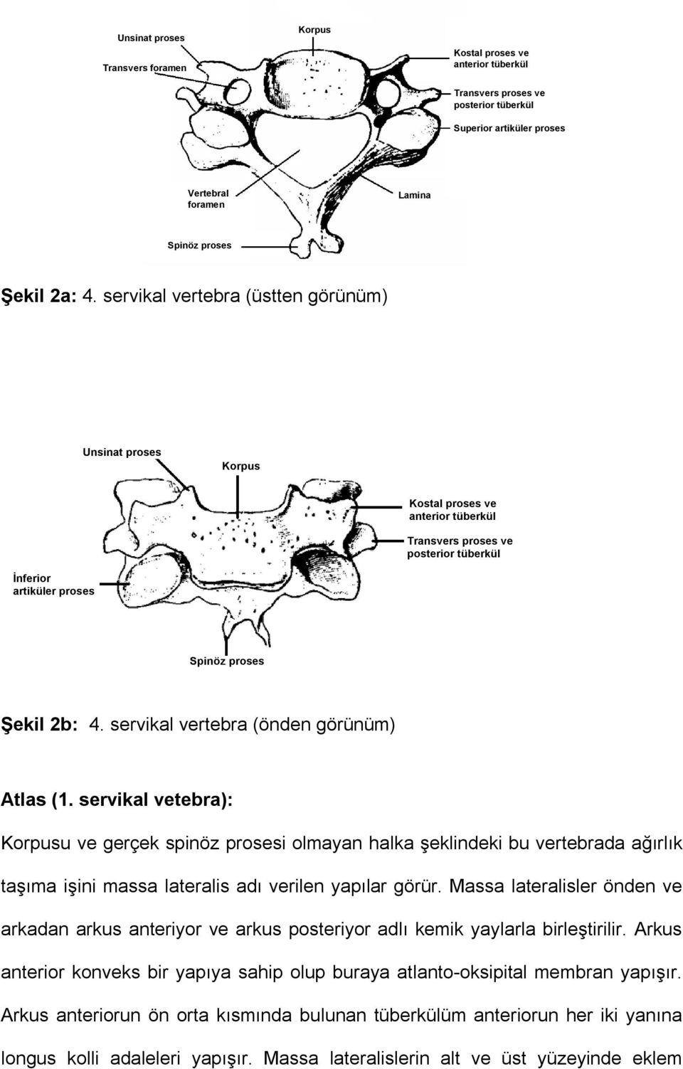 servikal vertebra (önden görünüm) Atlas (1. servikal vetebra): Korpusu ve gerçek spinöz prosesi olmayan halka şeklindeki bu vertebrada ağırlık taşıma işini massa lateralis adı verilen yapılar görür.