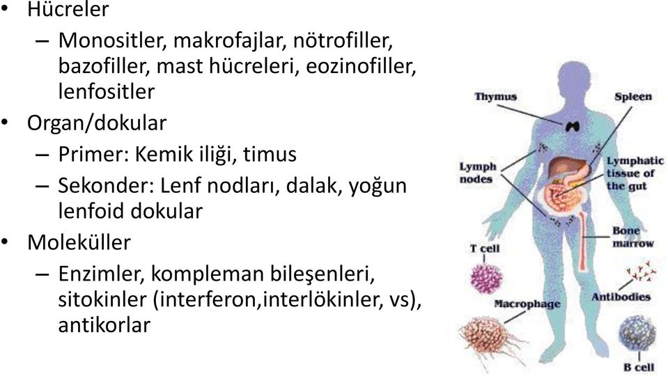 timus Sekonder: Lenf nodları, dalak, yoğun lenfoid dokular Moleküller