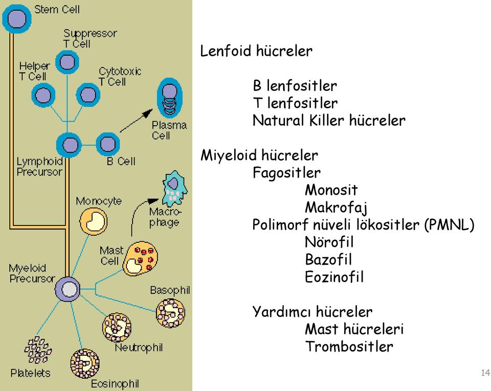 Makrofaj Polimorf nüveli lökositler (PMNL) Nörofil