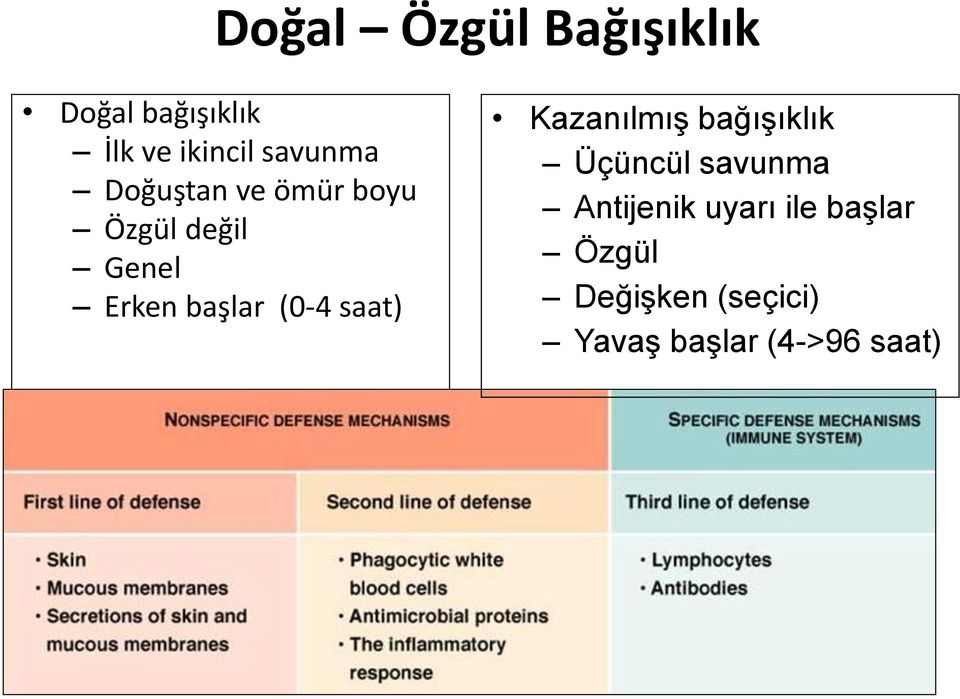 (0-4 saat) Kazanılmış bağışıklık Üçüncül savunma Antijenik