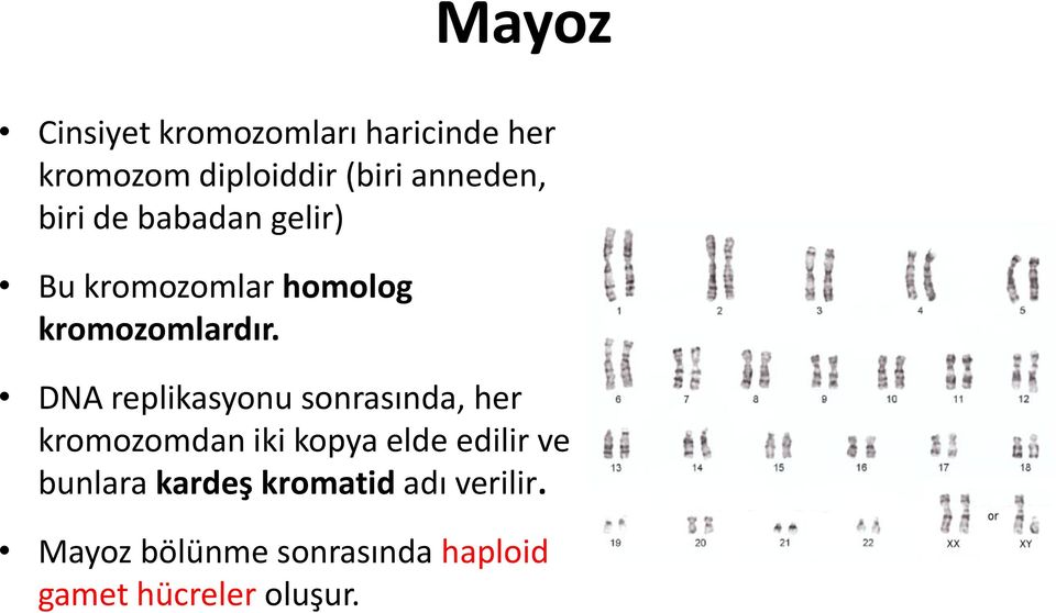 DNA replikasyonu sonrasında, her kromozomdan iki kopya elde edilir ve