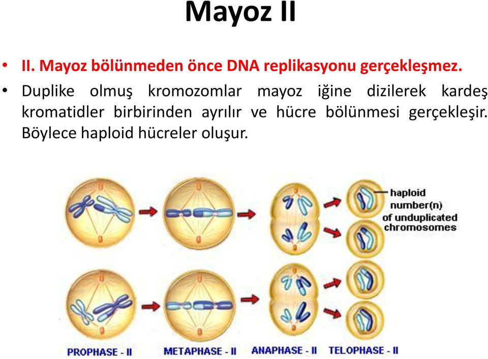 Duplike olmuş kromozomlar mayoz iğine dizilerek kardeş