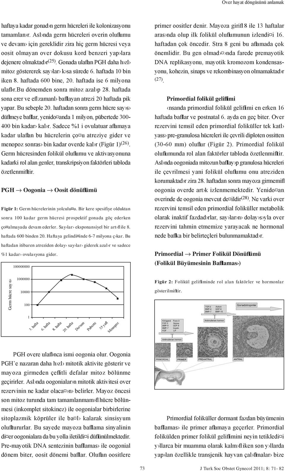 Gonada ulaflan PGH daha h zl mitoz göstererek say lar k sa sürede 6. haftada 10 bin iken 8. haftada 600 bine, 20. haftada ise 6 milyona ulafl r.bu dönemden sonra mitoz azal p 28.