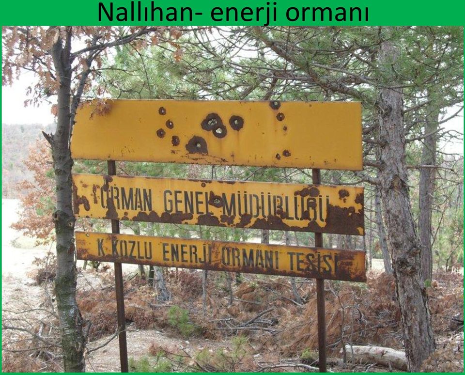 ormanı