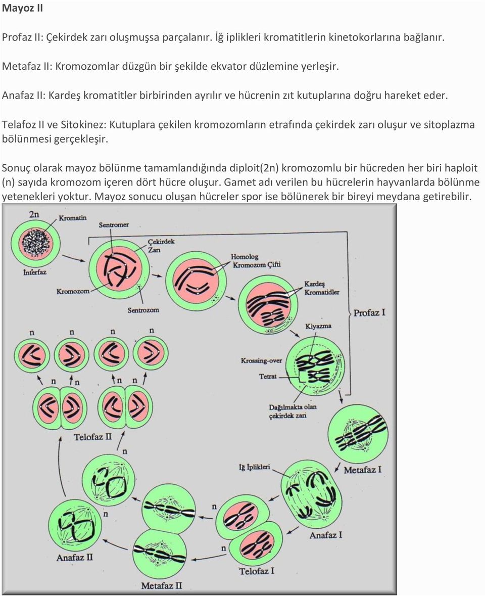 Telafoz II ve Sitokinez: Kutuplara çekilen kromozomların etrafında çekirdek zarı oluşur ve sitoplazma bölünmesi gerçekleşir.