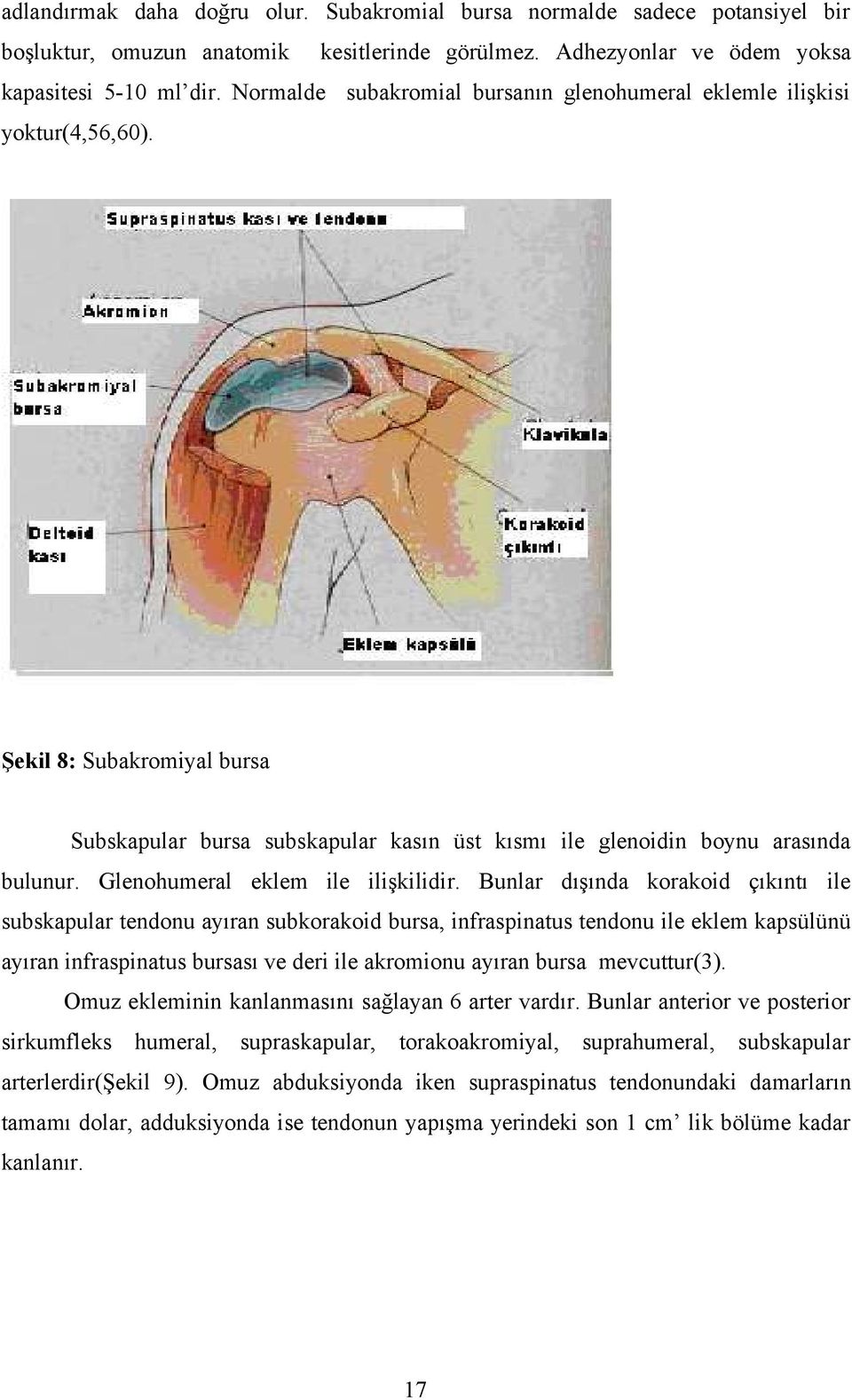 Glenohumeral eklem ile ilişkilidir.