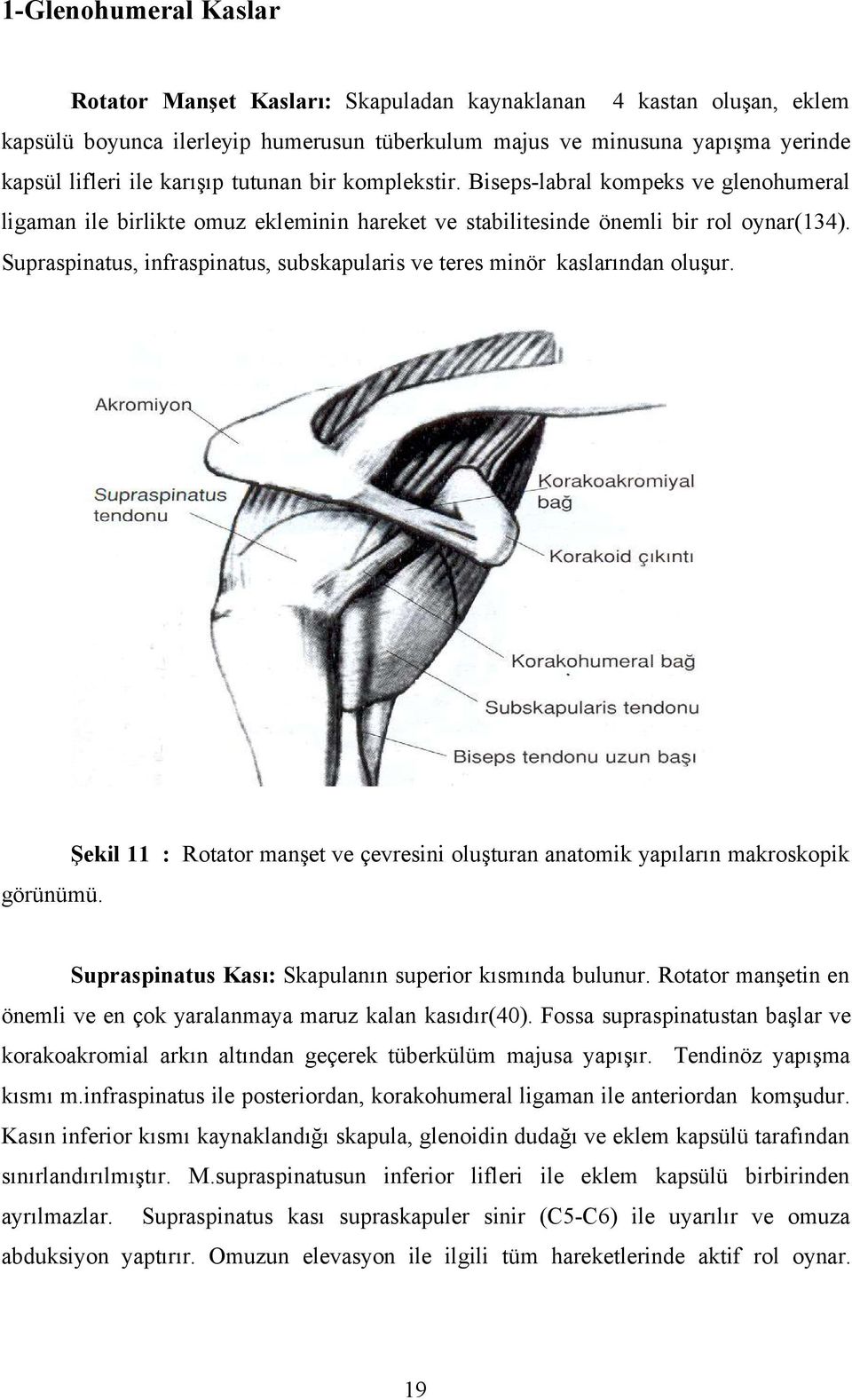 Supraspinatus, infraspinatus, subskapularis ve teres minör kaslarından oluşur. Şekil 11 : Rotator manşet ve çevresini oluşturan anatomik yapıların makroskopik görünümü.