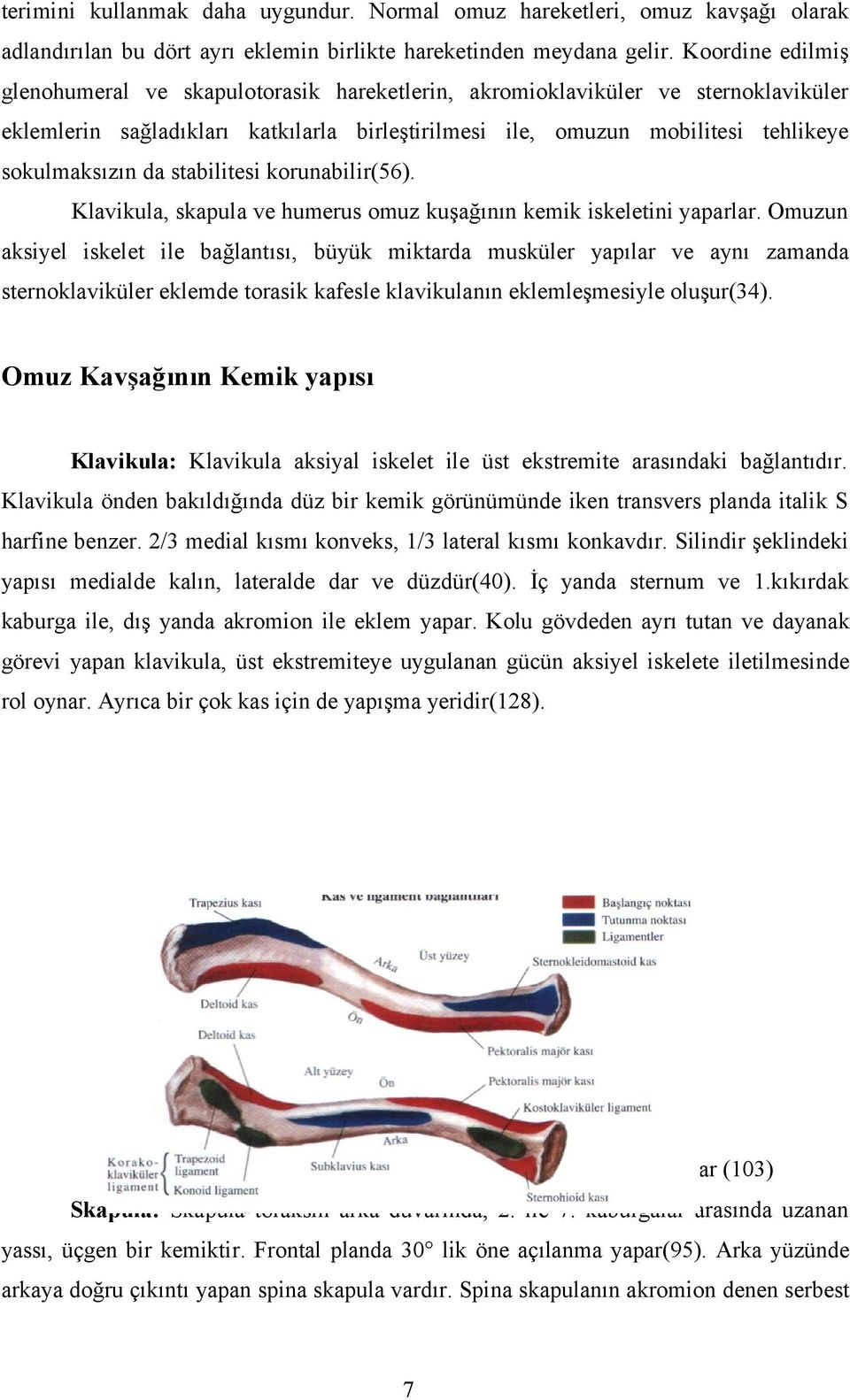 da stabilitesi korunabilir(56). Klavikula, skapula ve humerus omuz kuşağının kemik iskeletini yaparlar.