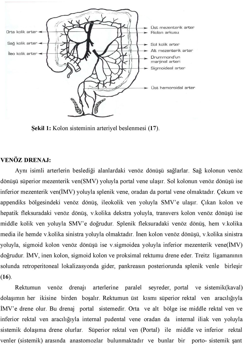 Çekum ve appendiks bölgesindeki venöz dönüş, ileokolik ven yoluyla SMV e ulaşır. Çıkan kolon ve hepatik fleksuradaki venöz dönüş, v.