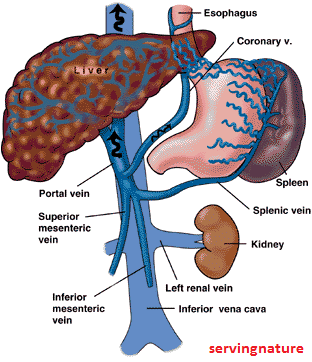 Portal hipertansiyon http://www.