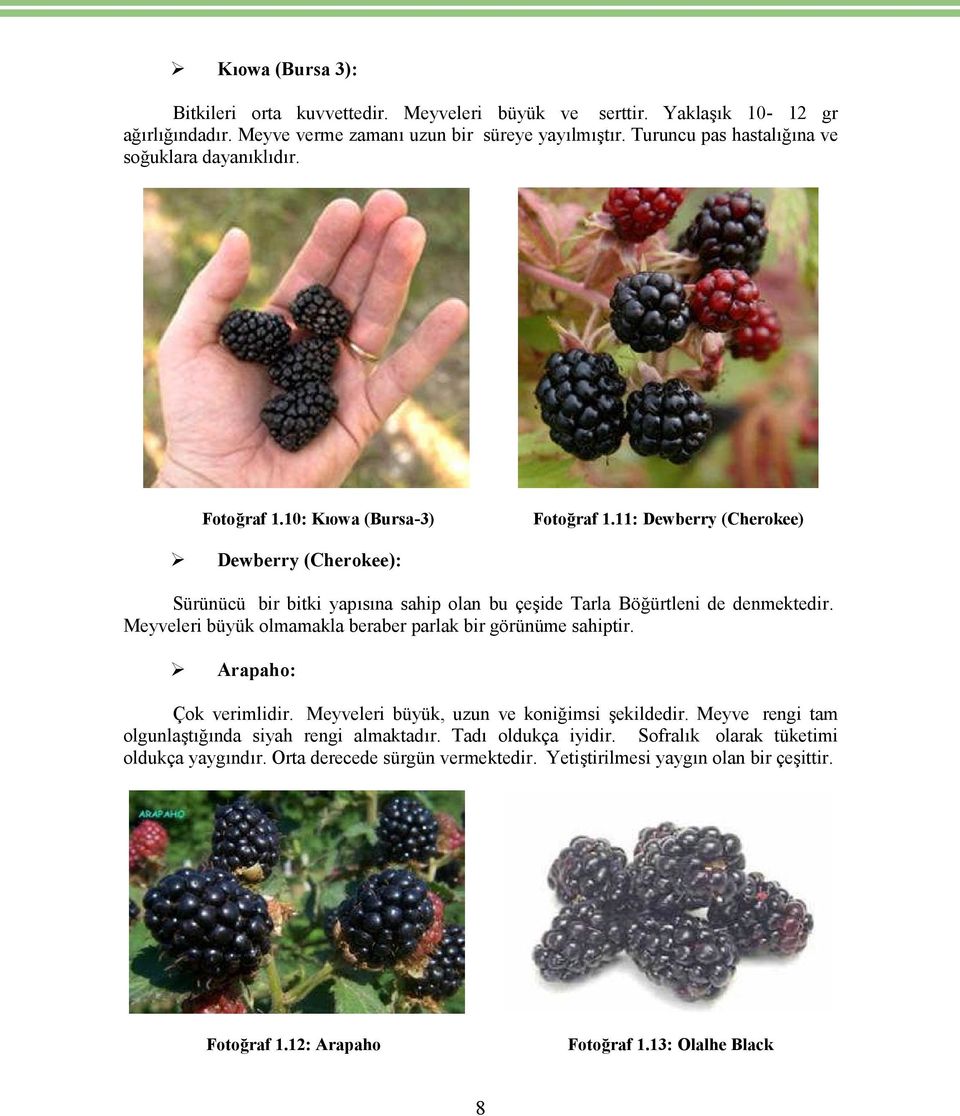 11: Dewberry (Cherokee) Dewberry (Cherokee): Sürünücü bir bitki yapısına sahip olan bu çeşide Tarla Böğürtleni de denmektedir. Meyveleri büyük olmamakla beraber parlak bir görünüme sahiptir.