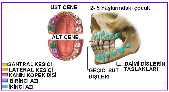 sırası ve zamanı 8: Süt