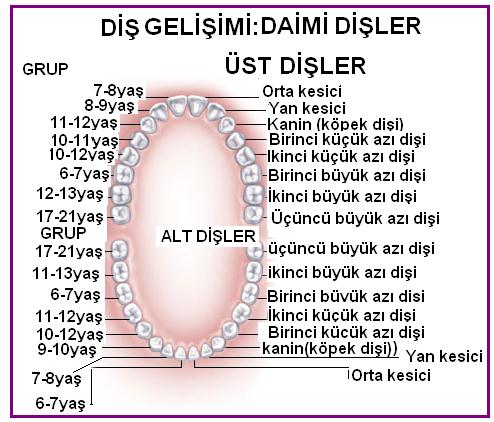 Kalıcı diģler (dentes permanentes): Her bir yarım çenede orta hattan distale doğru 2 kesici diģ (dentes incisivi), 1 köpek diģi (dentis canini), 2 küçük azı diģi (dentes
