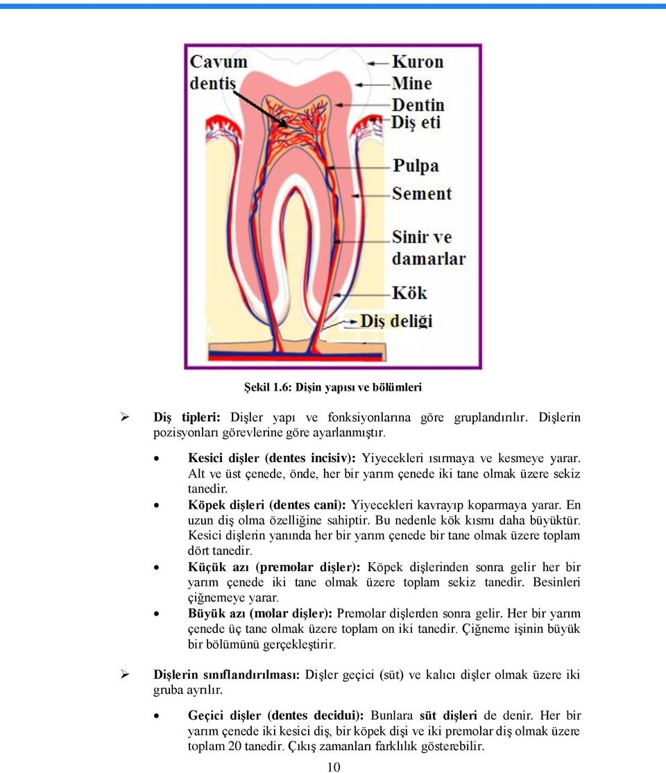 Köpek diģleri (dentes cani): Yiyecekleri kavrayıp koparmaya yarar. En uzun diģ olma özelliğine sahiptir. Bu nedenle kök kısmı daha büyüktür.