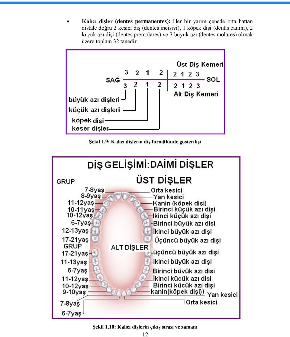 premolares) ve 3 büyük azı (dentes molares) olmak üzere toplam 32 tanedir. ġekil 1.