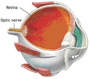 Optik sinirlerin çıktığı kısımda koni ve çubuk hücreler yoktur. Bu nedenle bu kısma kör nokta denilir. Göz küresinin ve retinanın ön bölümünde duyu hücreleri bulunmaz.