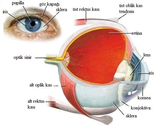 UYGULAMA FAALĠYETĠ UYGULAMA FAALĠYETĠ Görme organının yapı ve iģlevlerini ayırt ediniz. ĠĢlem Basamakları Öneriler Duyu organlarını maket üzerinde gösteriniz. Resim 1.1 i inceleyebilirsiniz.