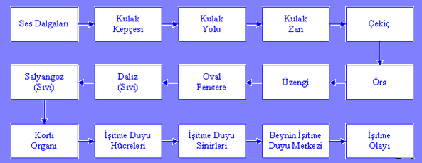 ĠĢitme sırasında kulakta üç fonksiyon yerine getirilmektedir. Orta kulakta ses titreģimleri iç kulak sıvılarına iletilir. Ġç kulakta frekansların analizi yapılır.